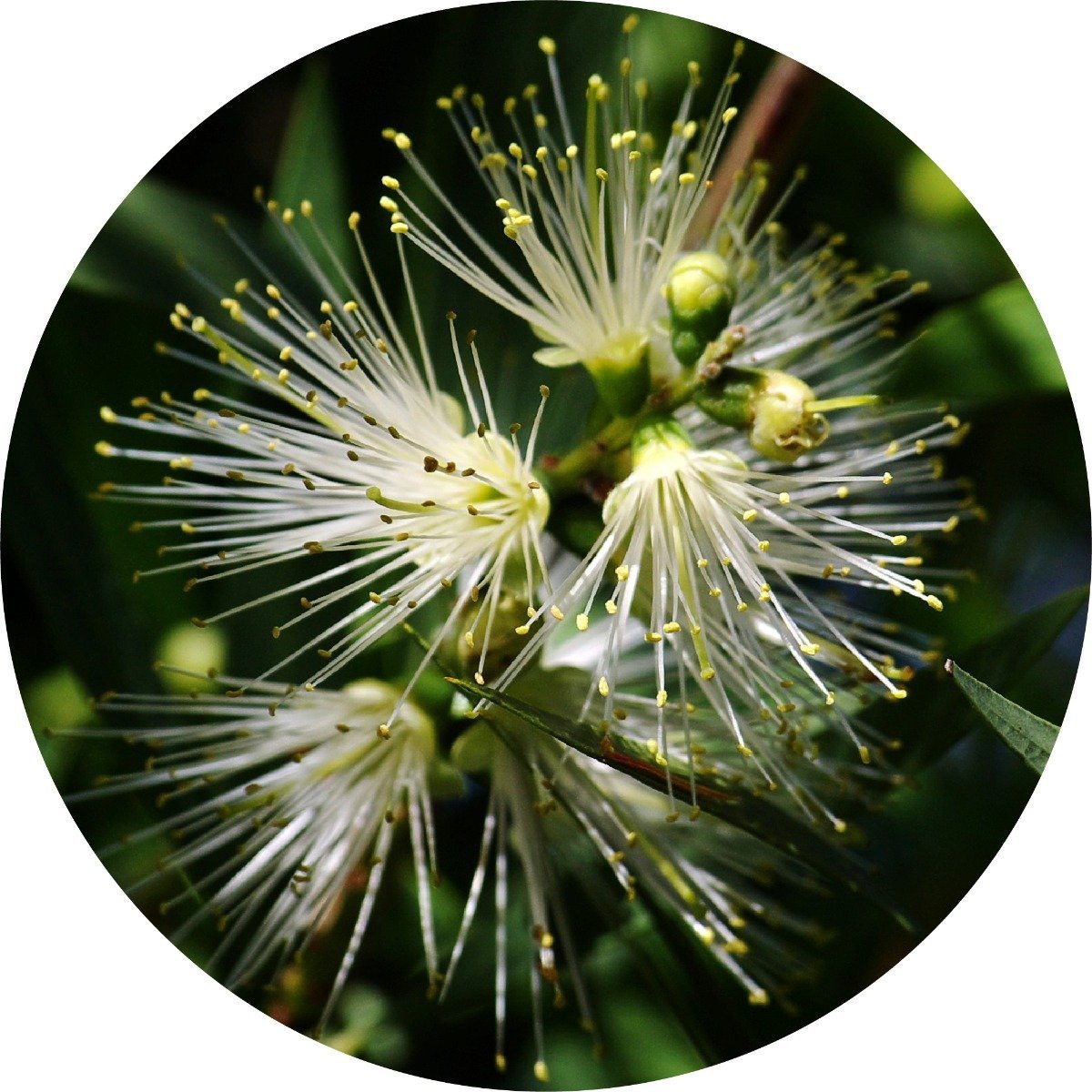 Myrtle, Lemon Essential Oil