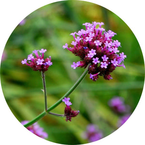 Verbena, Lemon Essential Oil