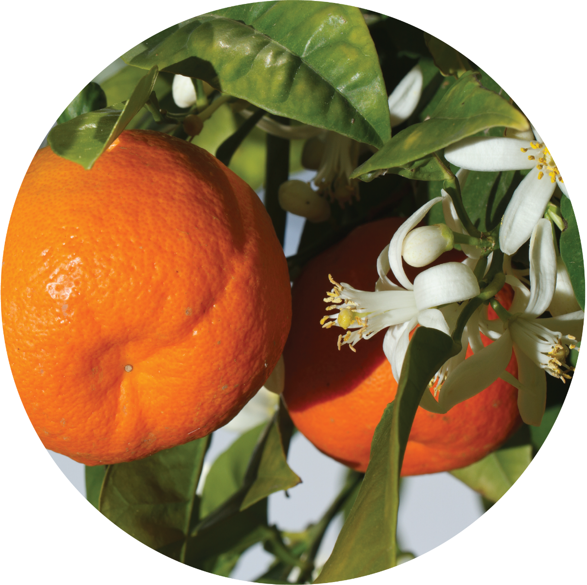 Mandarin Essential Oil