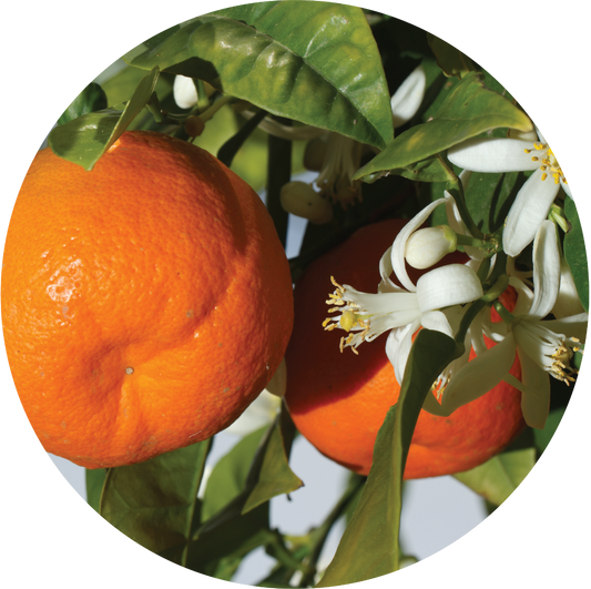 Mandarin Essential Oil