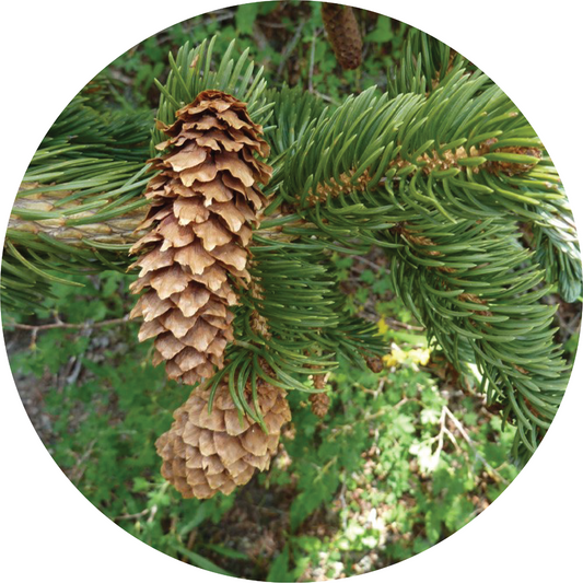 Spruce, Mountain Essential Oil