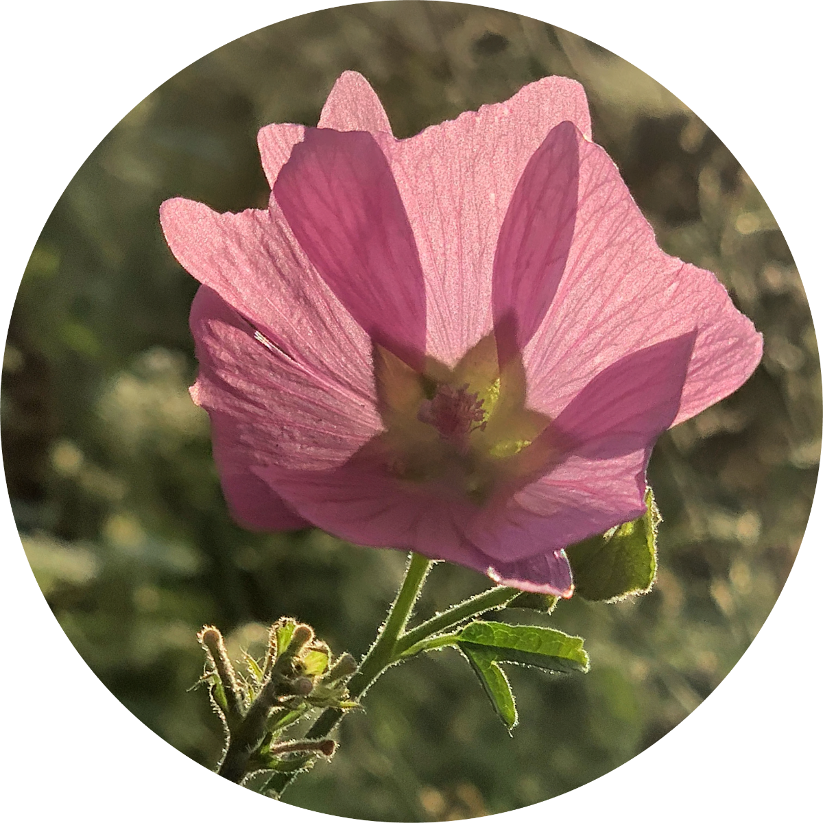 Musk Mallow Essential Oil