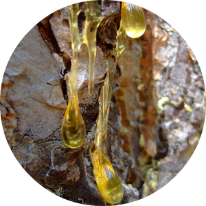 Myrrh Essential Oil
