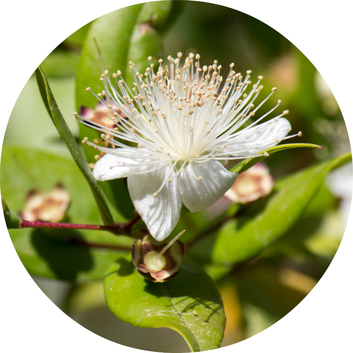 Myrtle Essential Oil