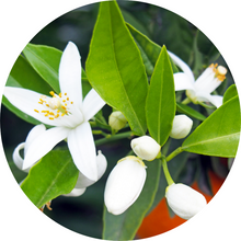 Load image into Gallery viewer, Neroli Fleurs sur Petitgrain Essential Oil