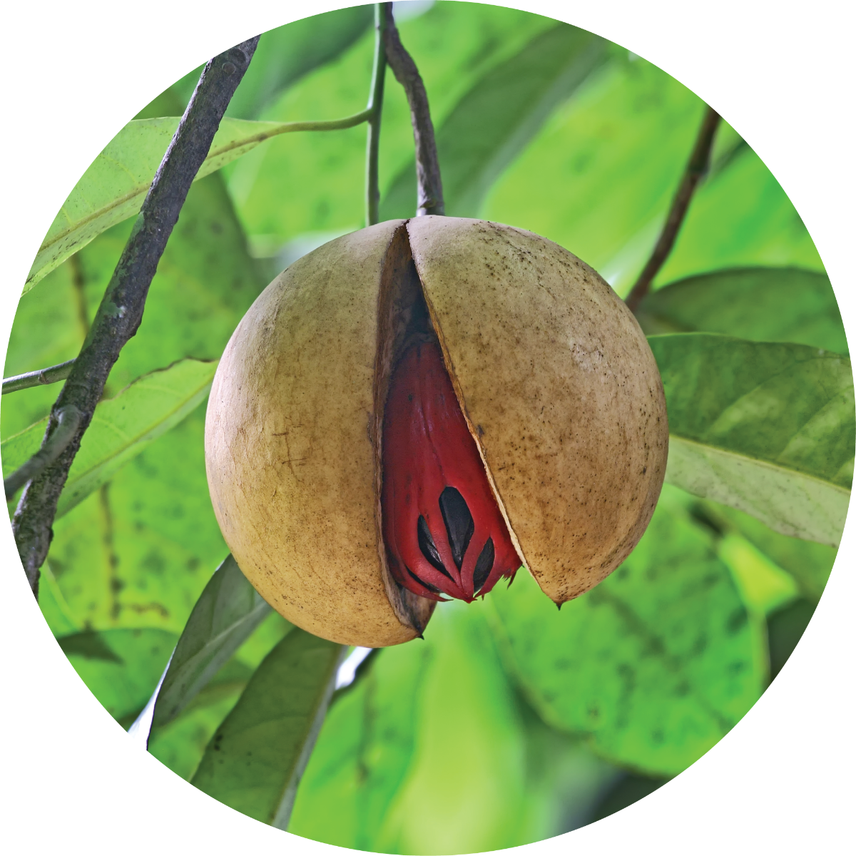 Nutmeg Essential Oil