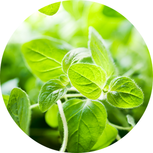 Oregano Essential Oil