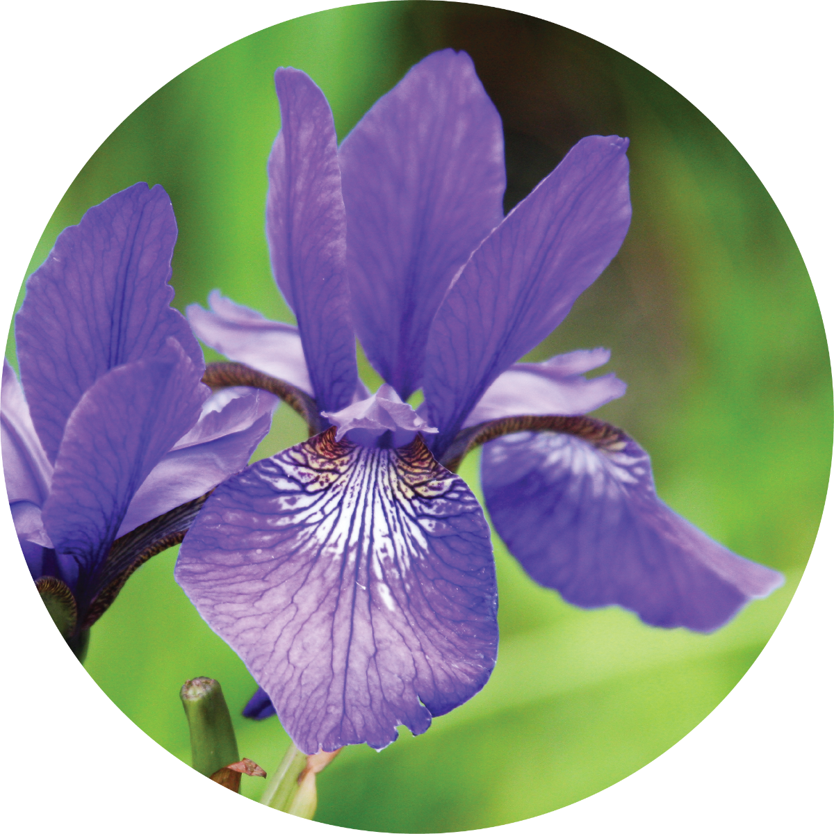 Orris Root - Essential Oil VIP