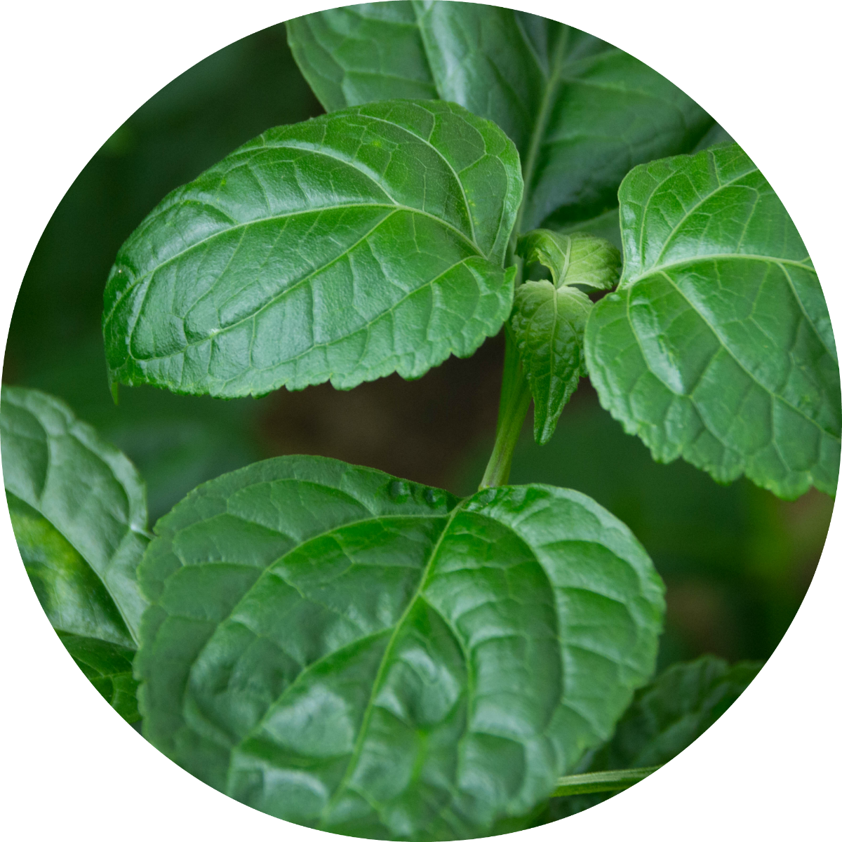 Patchouli Essential Oil