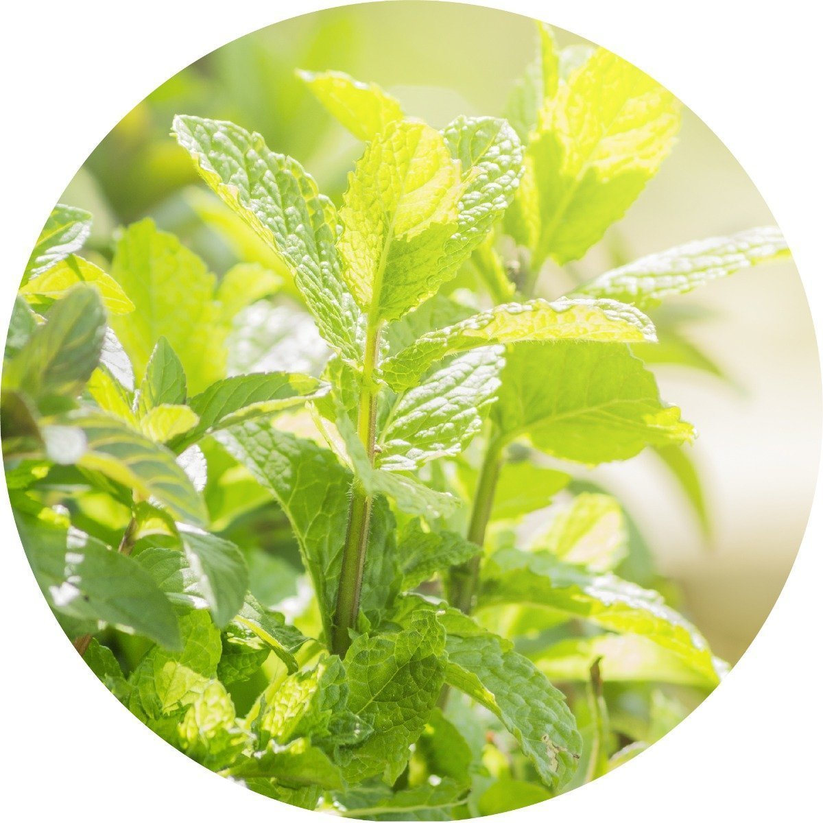 Peppermint Essential Oil