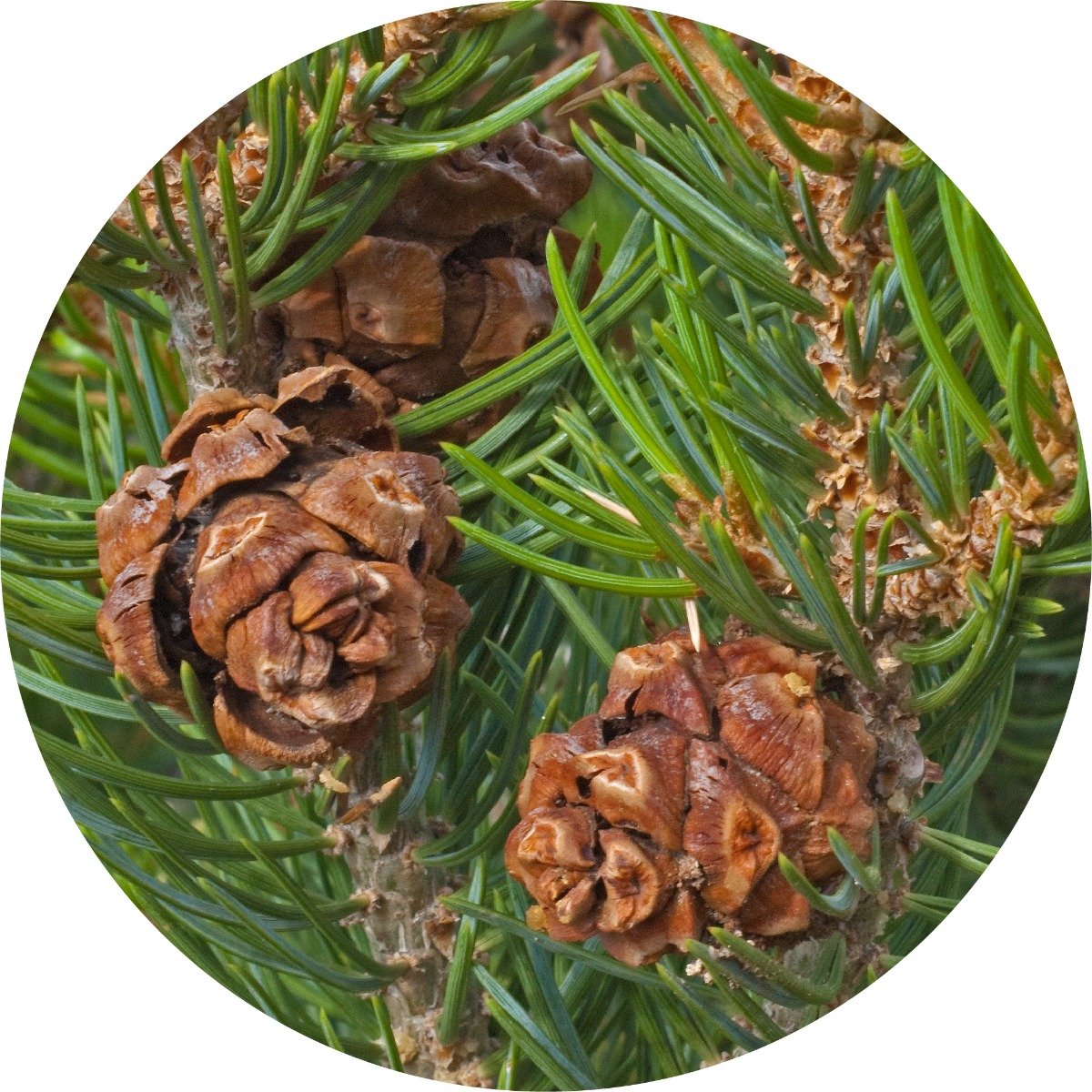 Pine Cone, Piñon Essential Oil