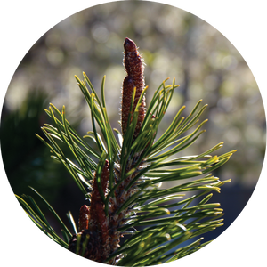 Pine Cone, Ponderosa Essential Oil