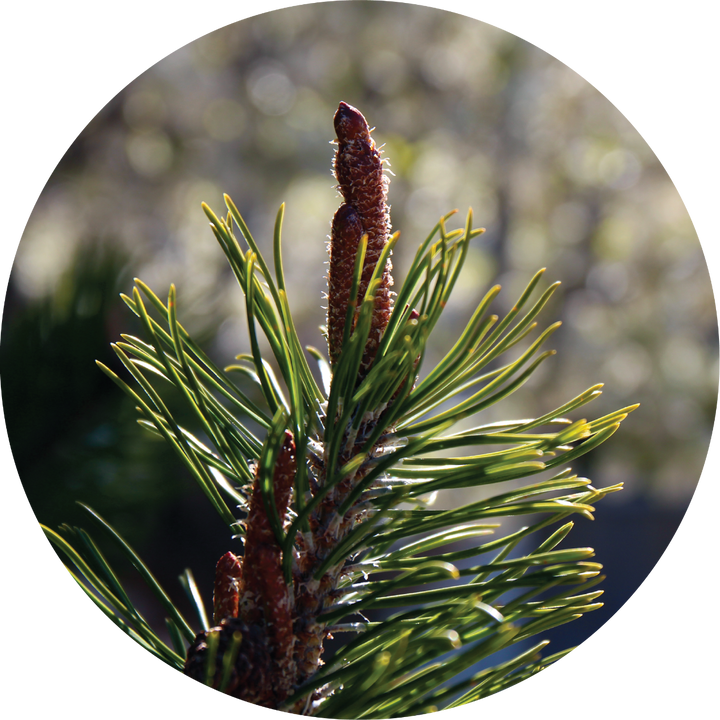 Pine Cone, Ponderosa Essential Oil