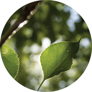 Poplar Balsam Essential Oil