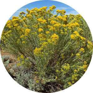 Rabbit Brush Essential Oil