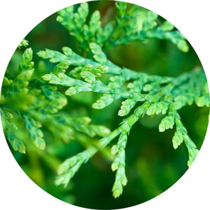 Cedar Leaf, Red Essential Oil