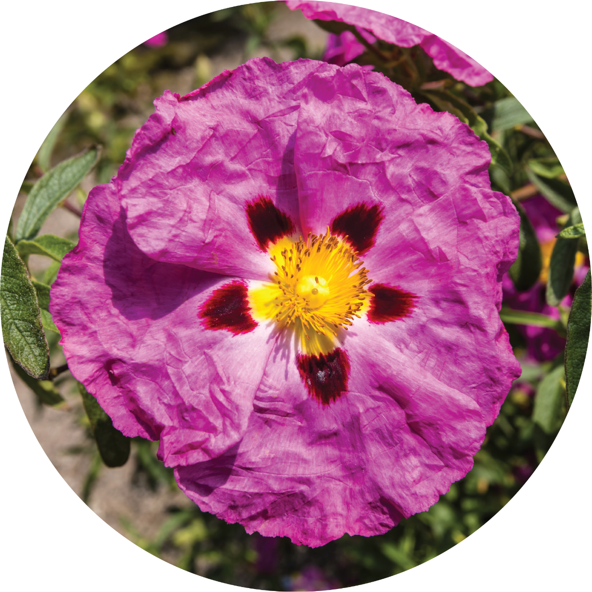 Rockrose Essential Oil