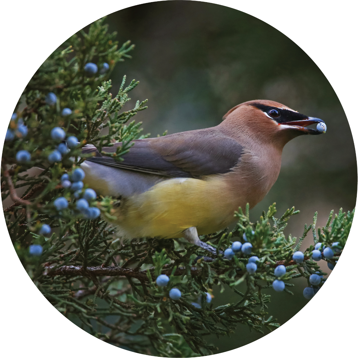 Juniper, Rocky Mountain Essential Oil