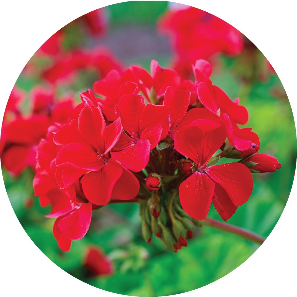 Roses over Geranium Essential Oil