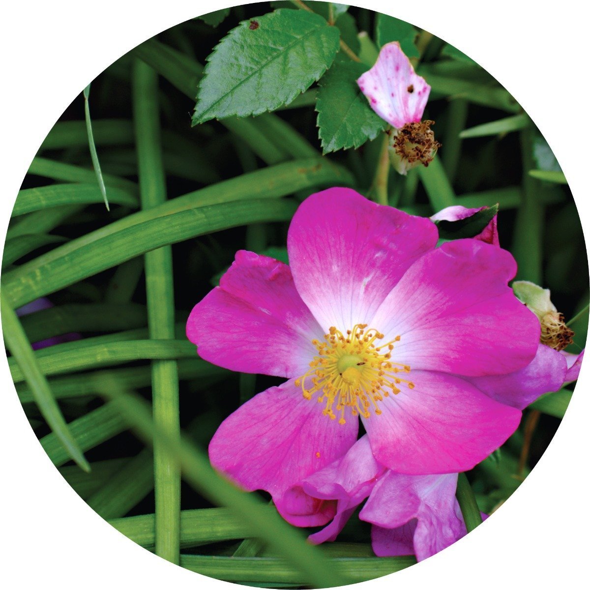 Roses over Vetiver Essential Oil