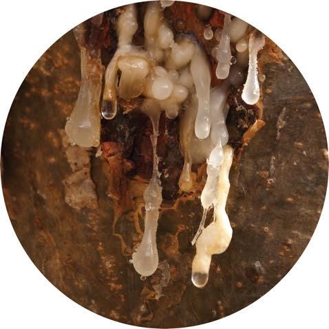 Frankincense, Royal Hojari Essential Oil