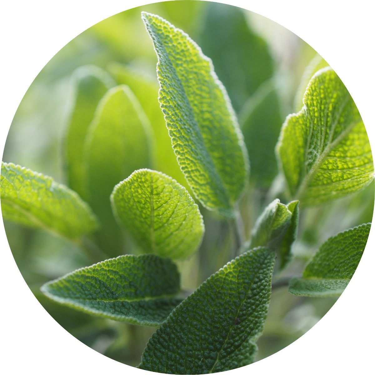 Sage - Essential Oil VIP