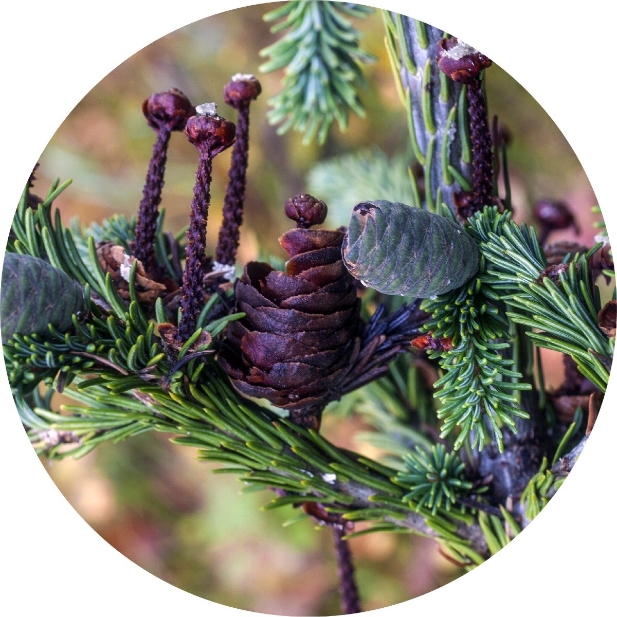 Fir, Siberian Essential Oil