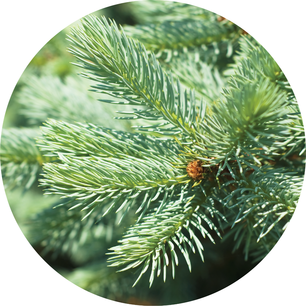 Fir, Silver Essential Oil