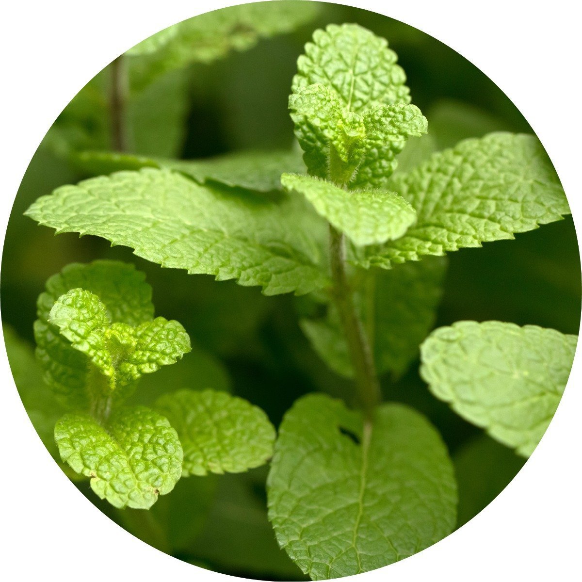 Spearmint Essential Oil