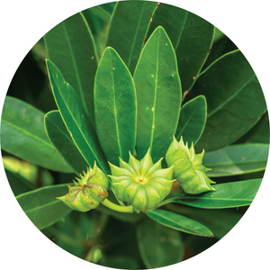 Star Anise Essential Oil