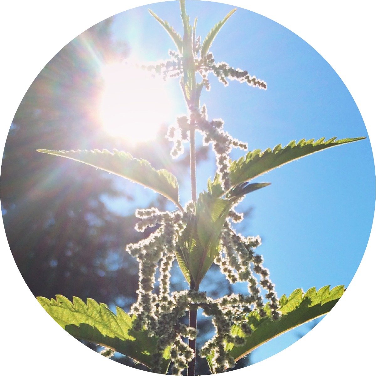 Stinging Nettle Essential Oil