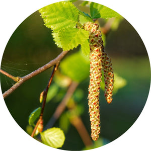 Sweet Birch Essential Oil