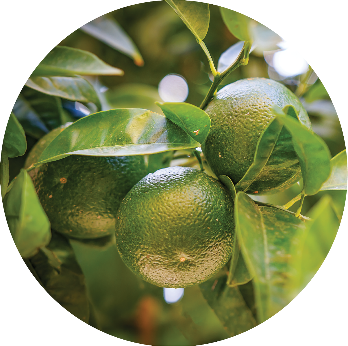 Tangerine Essential Oil