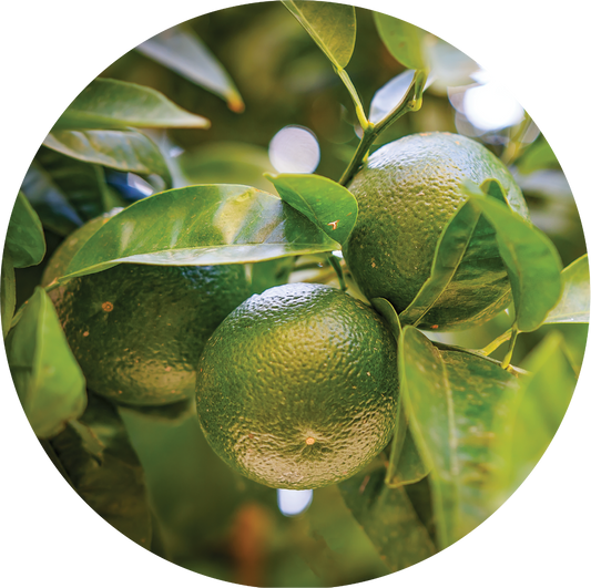 Tangerine Essential Oil
