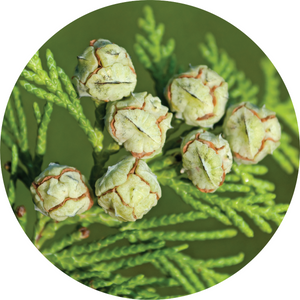 Cedar, White Essential Oil