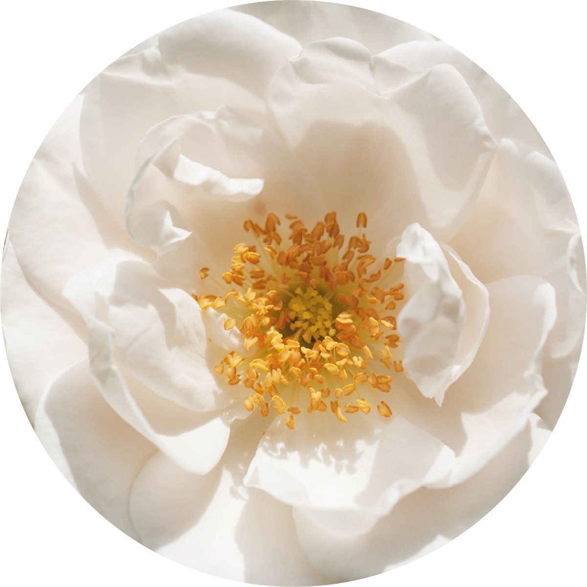 Rose Otto, White Essential Oil