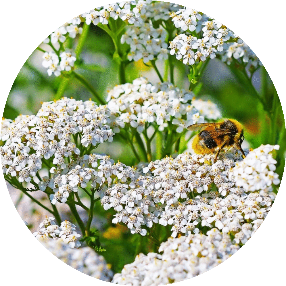 Yarrow Essential Oil