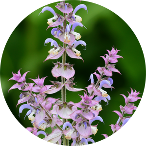 Clary Sage Absolute