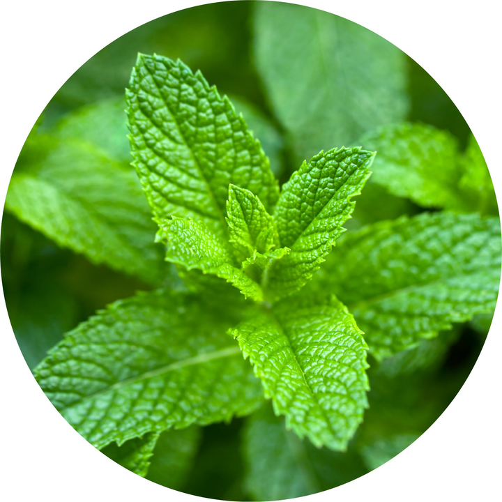 Peppermint, Yakima Valley Essential Oil