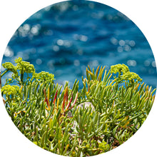 Load image into Gallery viewer, Sea Fennel Essential Oil