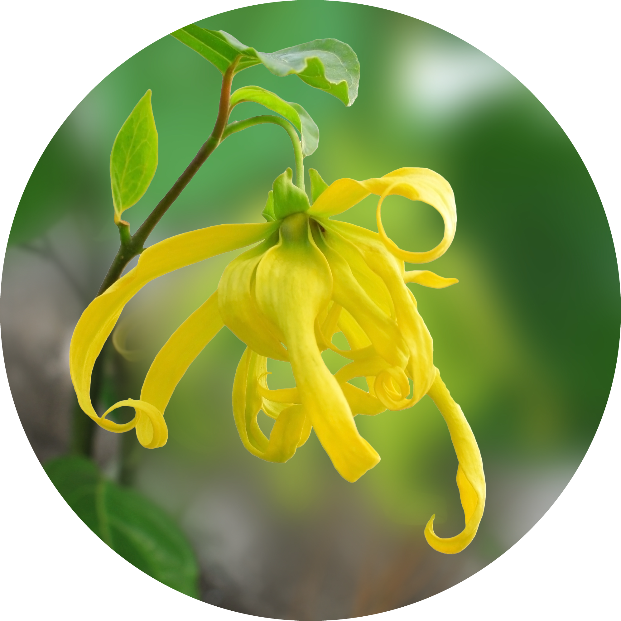 Ylang Complete Essential Oil