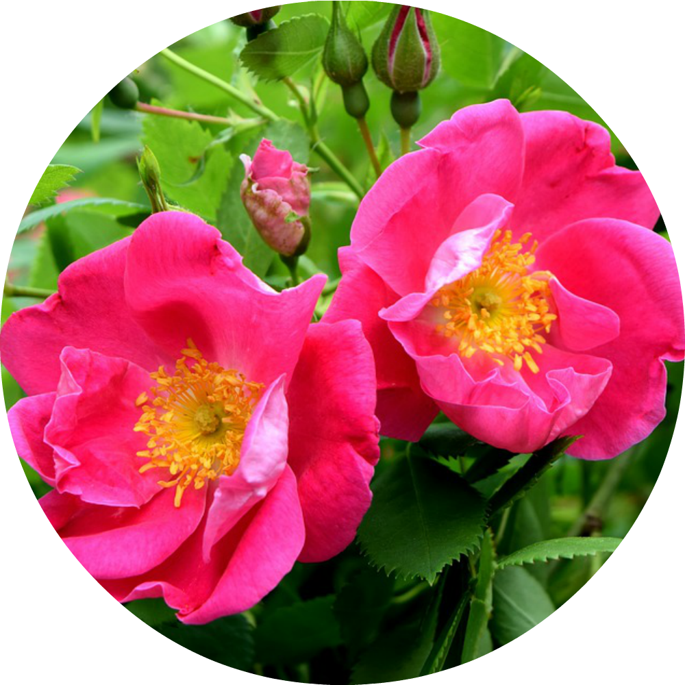Rose, Apothecary Absolute