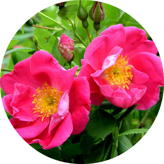 Rose, Apothecary Absolute