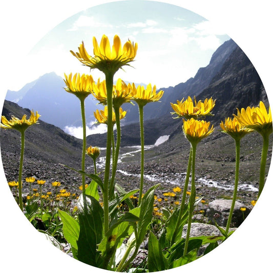 Arnica Flower Carrier Oil