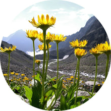Load image into Gallery viewer, Arnica Flower Carrier Oil