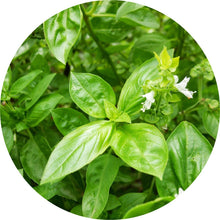 Load image into Gallery viewer, Basil Essential Oil