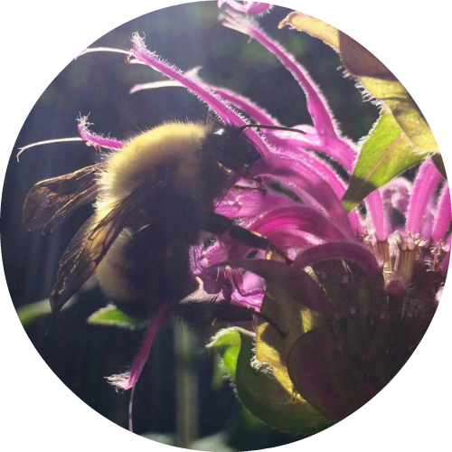 Bee Balm Essential Oil