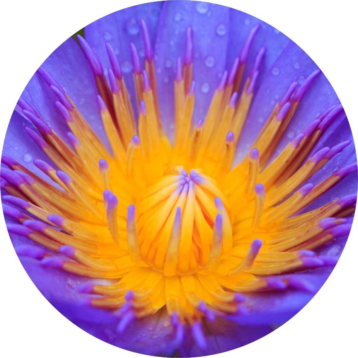 Blue Lotus Absolute – Living Libations