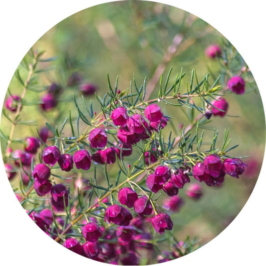 Boronia Absolute
