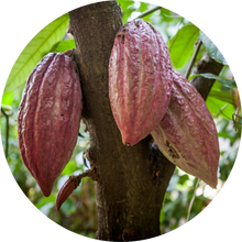 Load image into Gallery viewer, Cacao Extract